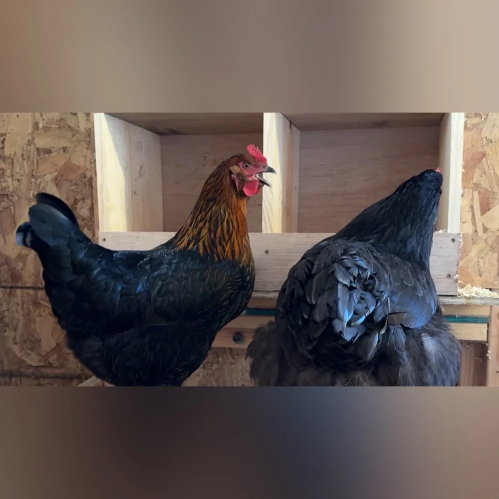 For @bwain DO NOT BUY Alice + Olivia Pink Long Sleeve Tee - Picture 7 of 7